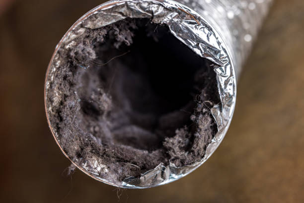 Best Air Duct Mold Removal  in Vla Grove, IL